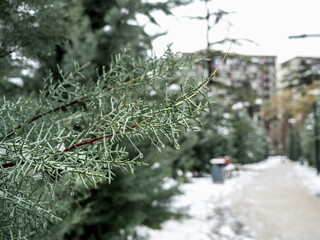 Alley in the park in winter. Cypress trees grow along the path, there are benches. Cypress tree branch in the foreground. The lawn is covered with snow. No people. Copy space. urban environment