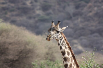 Giraffe closeup