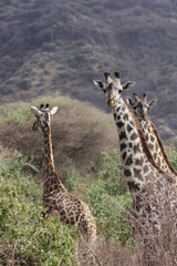 Group of Giraffes