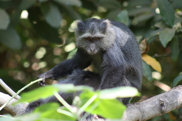 Monkey in treetop