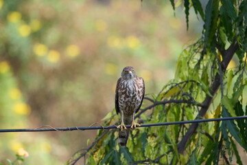 Shikra bird sitting on an electrical cable