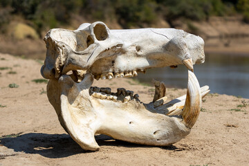 Ein Flusspferdschädel Skelett in der Seitenansicht