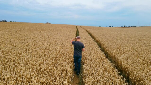 Wheat field farmer walking in ripe crops and inspecting harvest. Concept of work in agronomic farm for making business and having profit from production organic food