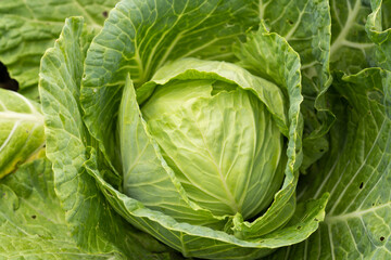 Close-up of fresh ripe cabbage on a vegetable bed. Cabbage forks growing in the garden, top view. Organic vegetable background. Concept of agriculture