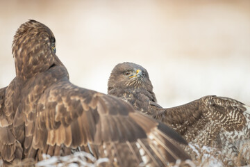 Common buzzard (Buteo buteo) in the fields in winter snow, buzzards in natural habitat, hawk bird on the ground, predatory bird close up winter bird 