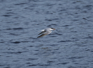 Common Tern Flying with Fish