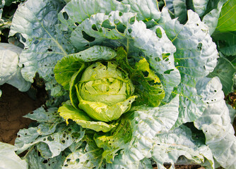 Cabbage damaged by caterpillar or other pests. Eaten leaves. Damaged leaky vegetable leaves.