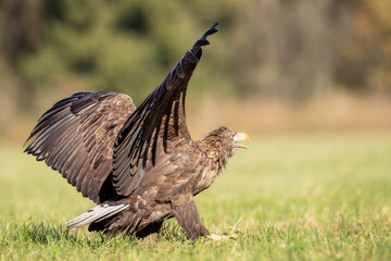 Majestic predator White-tailed eagle, Haliaeetus albicilla in Poland wild nature