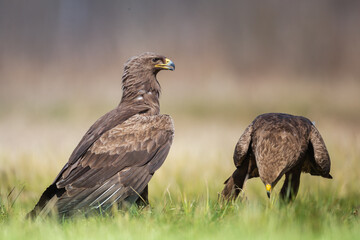 Birds of prey - Lesser Spotted Eagle ( Aquila pomarina )