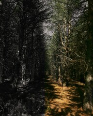 Obraz premium forest