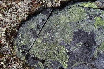 Map lichen on a rock. Norway nature.
