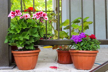 Pots with geranium flowers as garden decoration, terrace