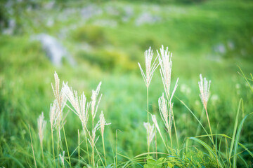 秋を告げる平尾台のススキ