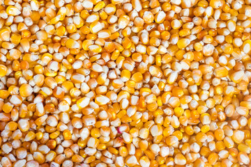 Organic yellow corn seeds for planting or food