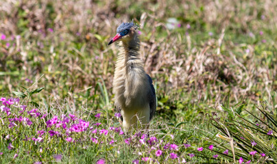 Photograph of a Whistling heron. The bird was found on the beach of Xangri-lá, in Rio Grande do Sul, Brazil.