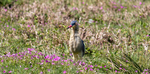 Photograph of a Whistling heron. The bird was found on the beach of Xangri-lá, in Rio Grande do Sul, Brazil.