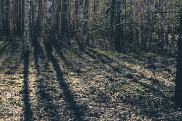 Shadows from trees in a birch grove during sunset