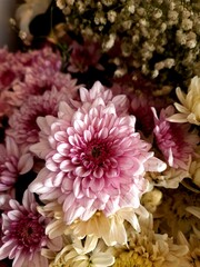 Obraz na płótnie Canvas pink chrysanthemum flowers