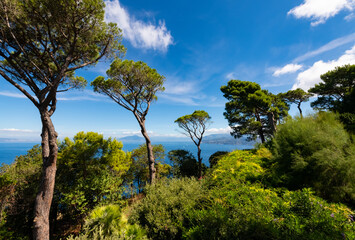 Capri panorama with tall pinetrees in a romantic garden of historic villa in Anacapri. Gulf of Naples with mount Vesuvius on the horizon. Sunny day at famous tourist destination in mediterranean sea.