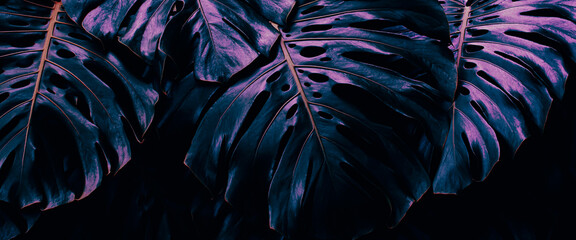 Tropical foliage, blue monstera plant, dark nature background © pernsanitfoto