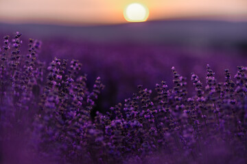 Blooming lavender in a field at sunset in Provence. Fantastic summer mood, floral sunset landscape...