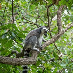 Fototapeta premium lemur on the branche of tree in forest