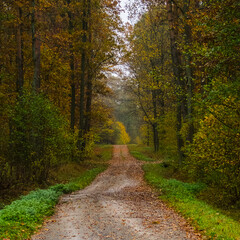 Naklejka premium Forest road in autumn scenery.