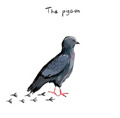 urban common pigeon dove sketch freehand drawing vector