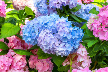Pink and blue hydrangea inflorescences on the same bush