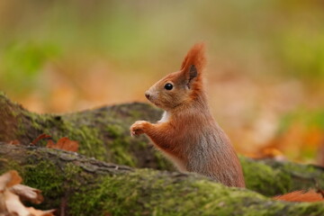 Naklejka na ściany i meble the red squirrel in the forest is also sitting at the root of the tree. Sciurus vulgaris