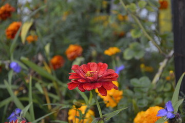 Flowers zinnia, flowers background, Marigold Flowers.