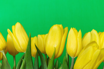 Naklejka premium Yellow tulips on green background. Bouquet of spring flowers