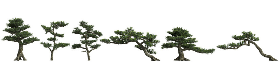 3d illustration of set Podocarpus macrophyllus bonsai isolated on white and its mask