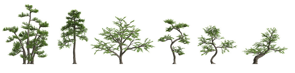 3d illustration of set Zanthoxylum piperitum bonsai isolated on white and its mask