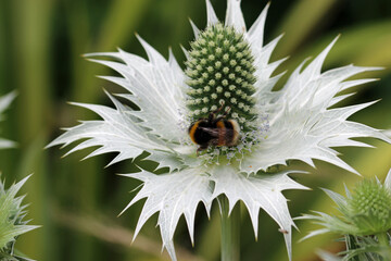 Ornamental sea holly with silver bracts with bumblebee