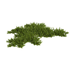 3d illustration of Bryophyte tree isolated on white and its mask