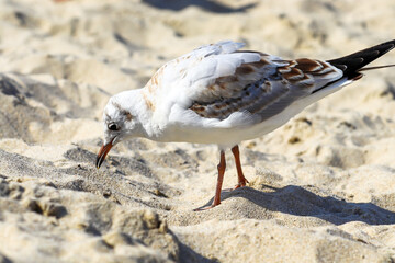 One seagull is looking for food on the sandy shore