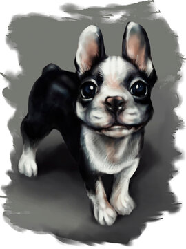 a small dog with big eyes of the French bulldog breed on a gray background