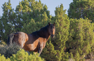 Wild Horse in Summer in Montana