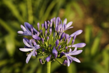 ORQUÍDEAS, PLANTAS Y NATURALEZA COLOMBIANA