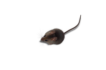 mouse sits isolated from the background, on a white background