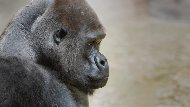 Portrait of a formidable male gorilla, strength and power of the animal