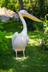 Beautiful white pelikan on green lawn