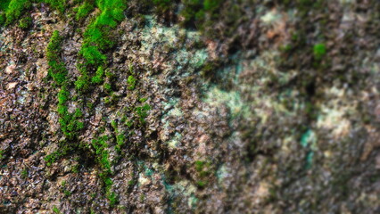 There is moss on the wet rock wall. Soft Focus. Blur Filter. Selective Focus
