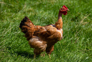 a close-up of a hen with a bare neck