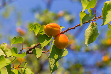 Ripe apricots during the harvest