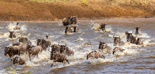 Gnus crossing the Mara River in North Serengeti, Tanzania