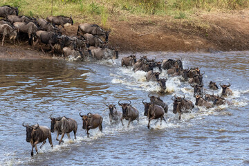 Gnus crossing the Mara River in North Serengeti, Tanzania