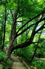 path in the forest