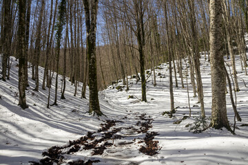 snowy mountain forest in the park of Matese Italy